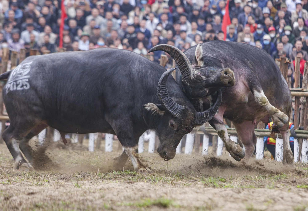 Chỉ cần đối thủ sơ hở, thì ngay lập tức bị ăn những miếng cáng vào miệng, mắt, tai... rất hiểm hóc và đau đớn.