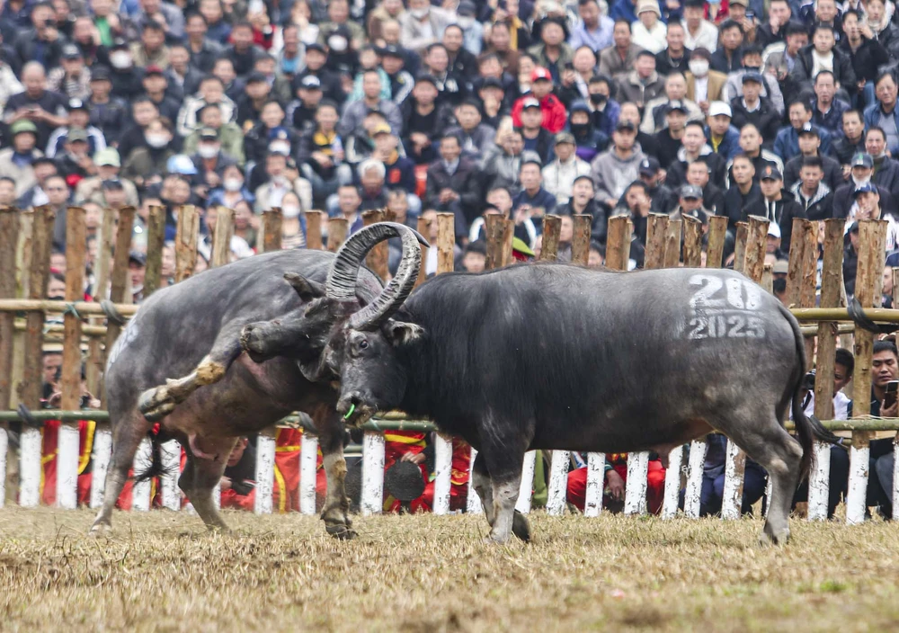 Được biết, Lễ hội chọi trâu Hải Lựu là hội chọi trâu có lịch sử lâu đời nhất cả nước. Lễ hội chọi trâu Hải Lựu là hội chọi trâu có lịch sử lâu đời nhất cả nước. Tính đến nay, lễ hội chọi trâu ở Hải Lựu được khôi phục được hơn 20 năm, trở thành một lễ hội nổi tiếng, ngày càng được nhiều người biết đến