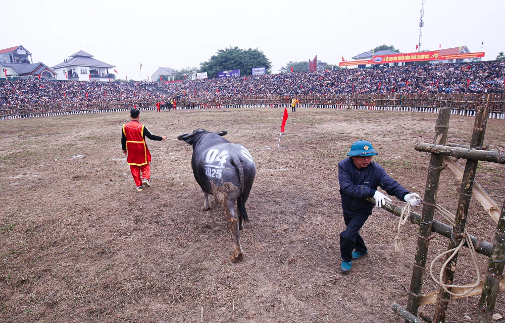 Các trâu chọi năm nay đều được các chủ trâu lựa chọn kỹ lưỡng, khỏe mạnh.
