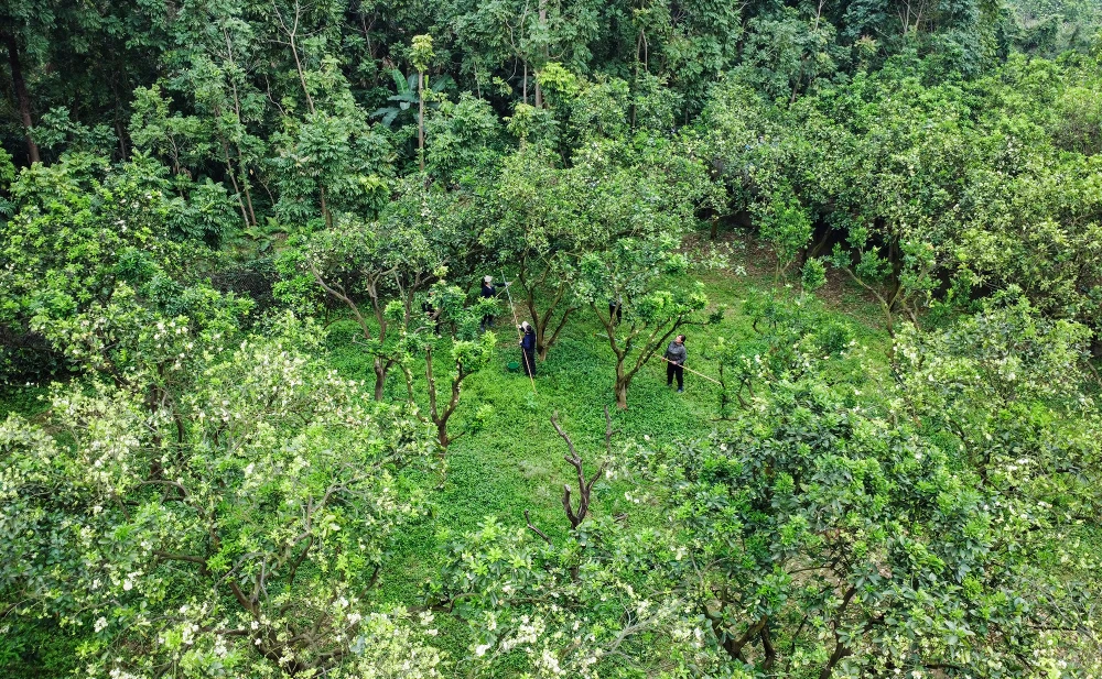 thu-phan-hoa-buoi (1).JPG