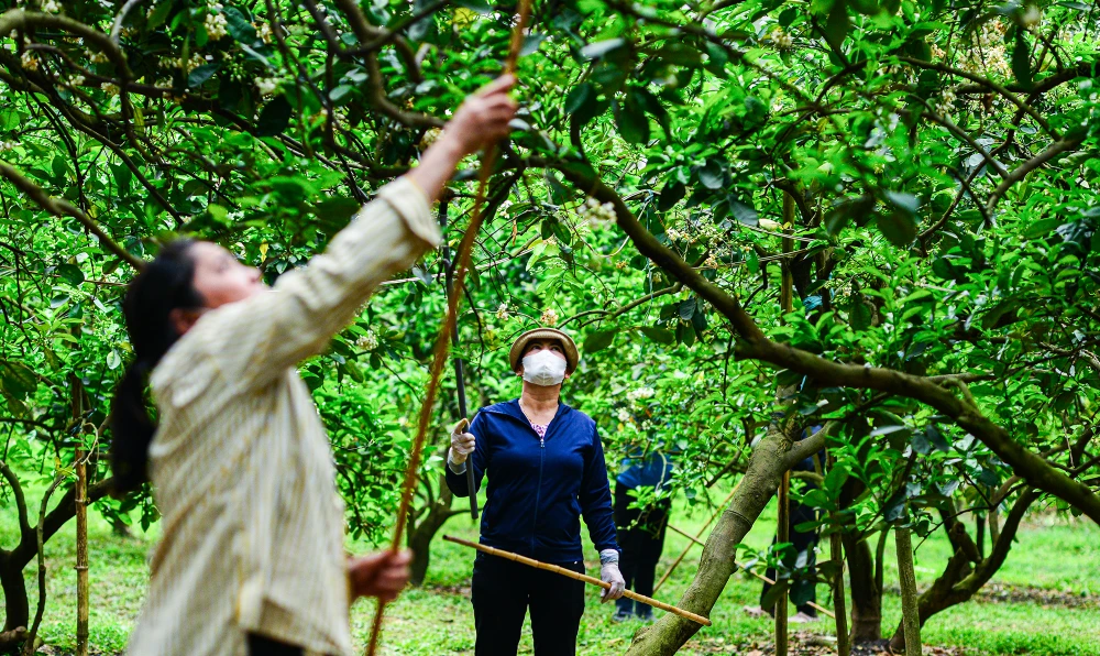 thu-phan-hoa-buoi (10).JPG