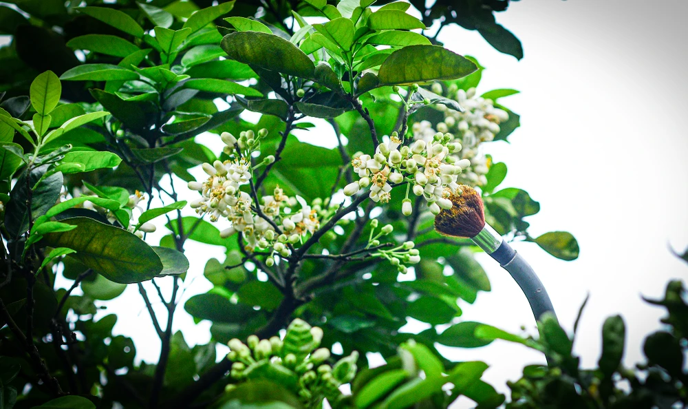 thu-phan-hoa-buoi (11).JPG