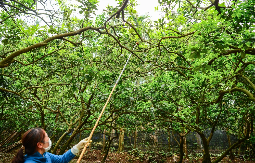 thu-phan-hoa-buoi (14).JPG