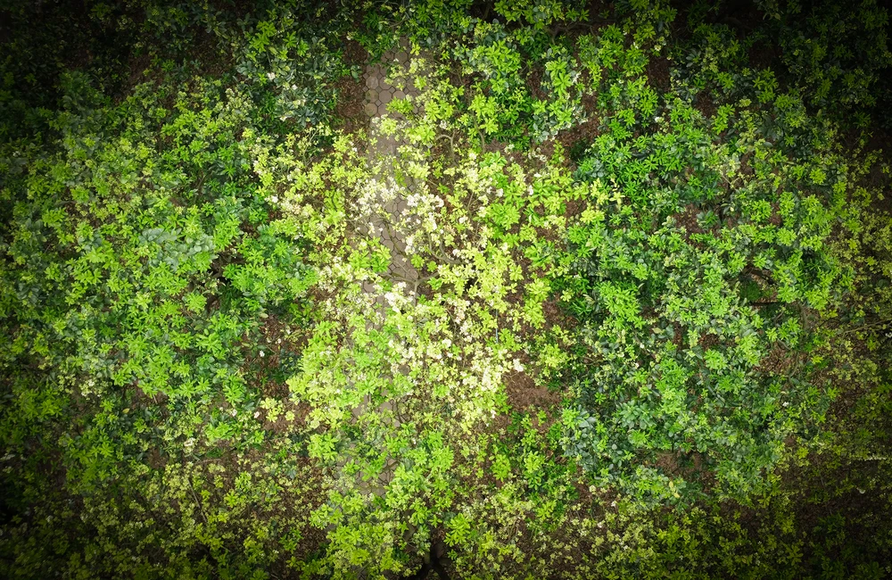 thu-phan-hoa-buoi (2).JPG