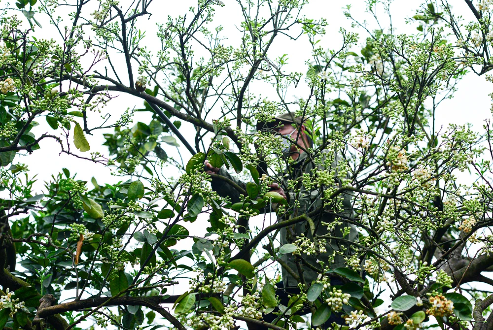 thu-phan-hoa-buoi (3).JPG