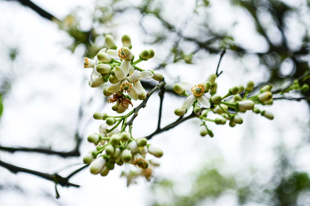 thu-phan-hoa-buoi (4).JPG