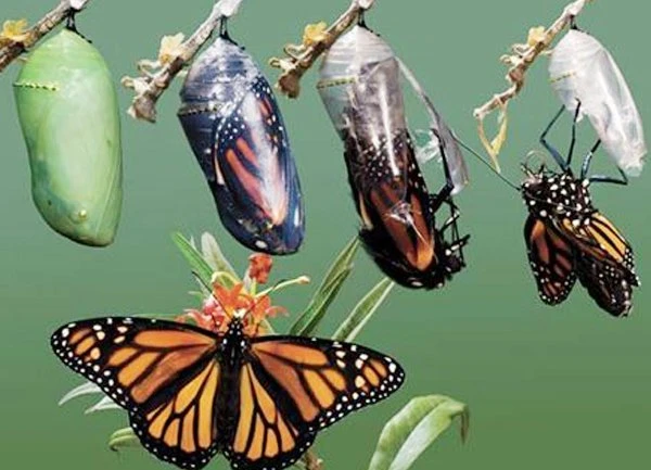 Káº¿t quáº£ hÃ¬nh áº£nh cho kÃ©n bÆ°á»m