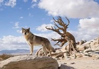 Alpha – Câu chuyện 20.000 năm trước về tình bạn kiệm lời