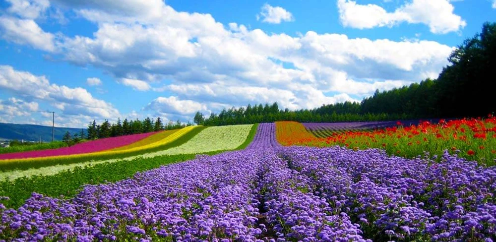 Tết Dương lịch 2021 người dân TP.HCM đi vui chơi ở đâu? ảnh 10