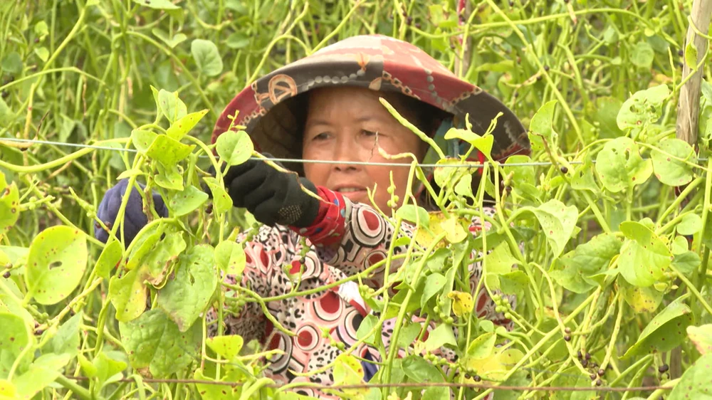 Bà Khôn được giới thiệu trong chương trình. Ảnh: CTCC