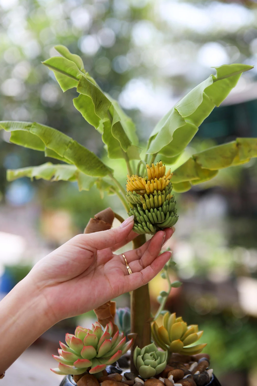 Để làm ra được một sản phẩm, đầu tiên chị Trang phải quan sát hình ảnh hoa, cây thật để hiểu về những đặc điểm của nó, từ đó chị sẽ hình dung ra màu sắc cần phối cũng như các chi tiết cần làm trên một sản phẩm.