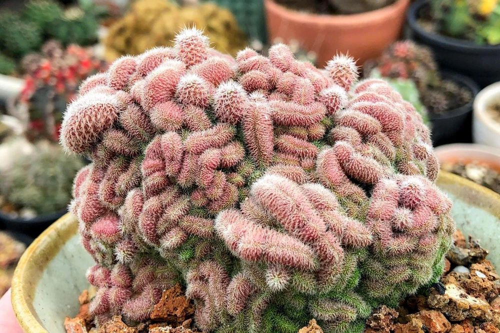 Cây xương rồng Mamila đột biến về hình dáng có giá 500 ngàn đồng. Cây xương rồng Mamila đột biến về hình dáng có giá 500 ngàn đồng.