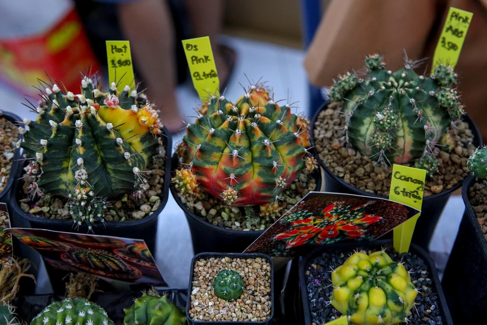 Tùy vào kích cỡ, đột biến mà các cây sẽ có giá khác nhau. Tùy vào kích cỡ, đột biến mà các cây sẽ có giá khác nhau.