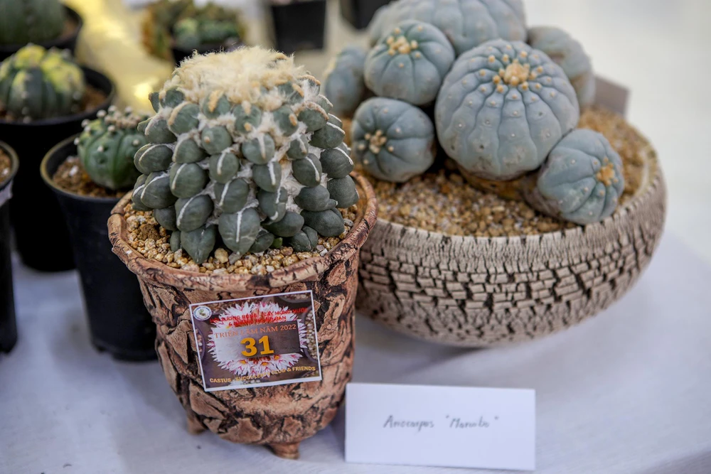 Từ trái qua, chậu xương rồng Ario và chậu Lopho, mỗi chậu giá 50 triệu đồng. Từ trái qua, chậu xương rồng Ario và chậu Lopho, mỗi chậu giá 50 triệu đồng.