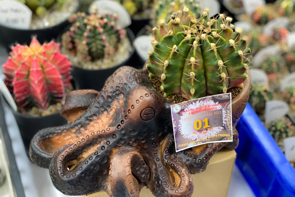 Một cây xương rồng gieo hạt họ Gymnocalicium có giá gần 10 triệu đồng. Một cây xương rồng gieo hạt họ Gymnocalicium có giá gần 10 triệu đồng.