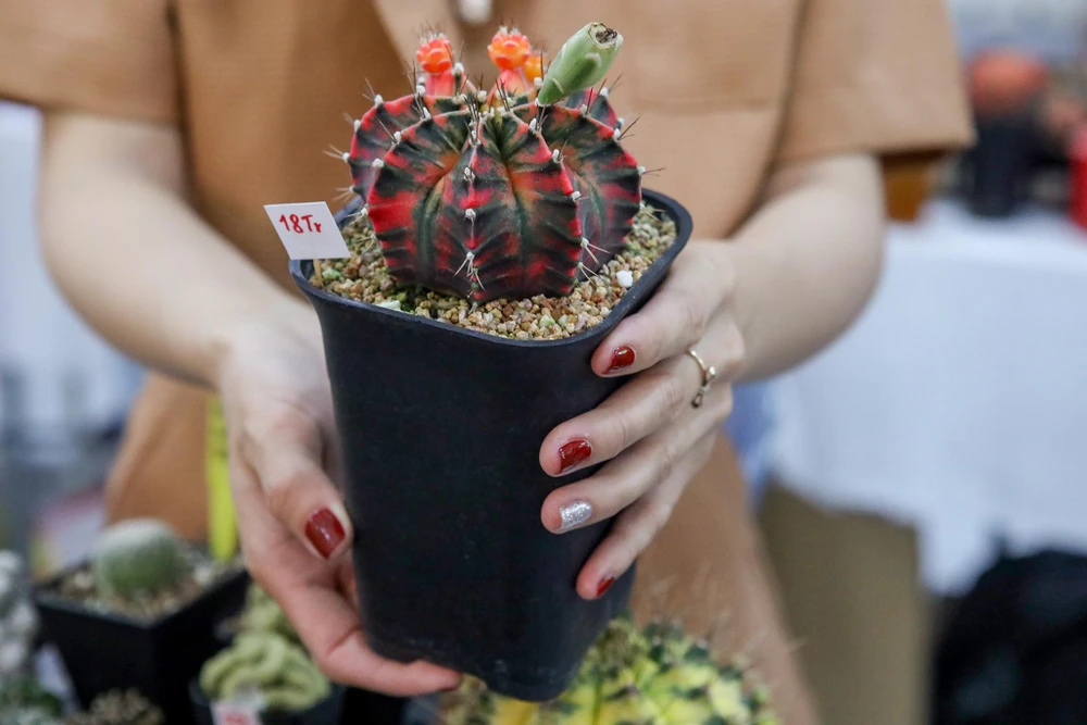 Cây xương rồng lem đỏ, có đường kính khoảng 12cm, được chào bán với giá 18 triệu đồng. Cây xương rồng lem đỏ, có đường kính khoảng 12cm, được chào bán với giá 18 triệu đồng.