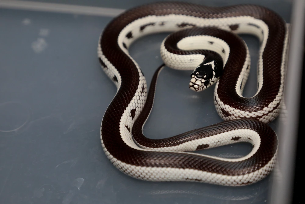 Hieu_kenh bo sat (10).jpg