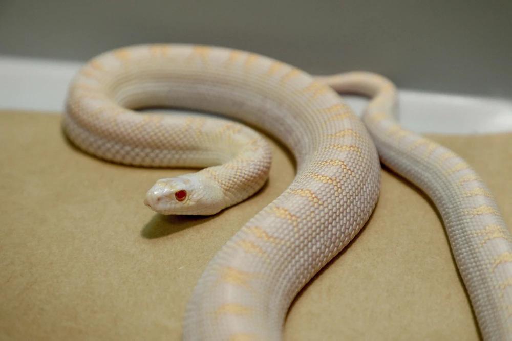 Hieu_kenh bo sat (2).jpg