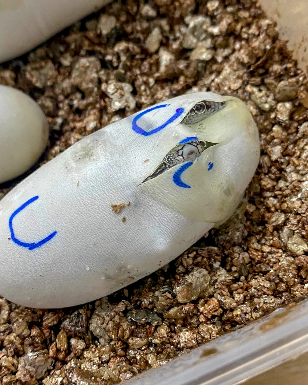 Hieu_kenh bo sat (7).jpg