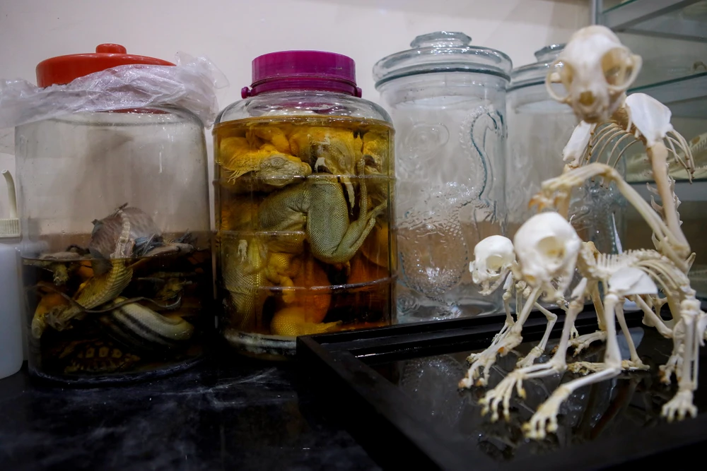 Gen z làm tiêu bản động vật thành tác phẩm nghệ thuật độc đáo