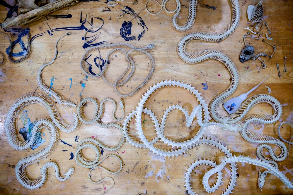 Gen z làm tiêu bản động vật thành tác phẩm nghệ thuật độc đáo