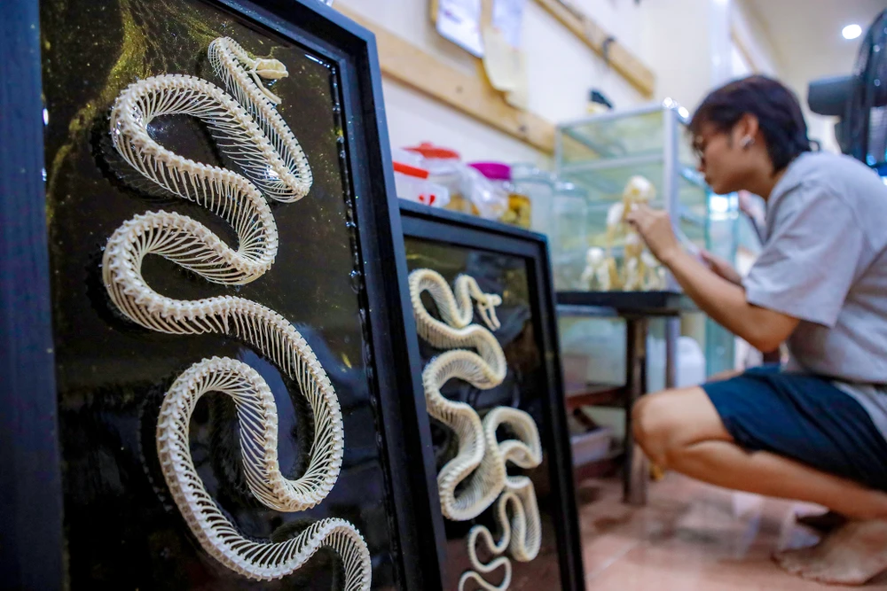 Gen z làm tiêu bản động vật thành tác phẩm nghệ thuật độc đáo