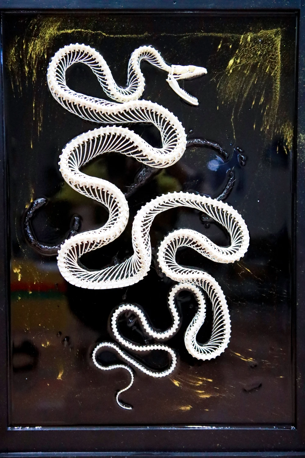 Gen z làm tiêu bản động vật thành tác phẩm nghệ thuật độc đáo