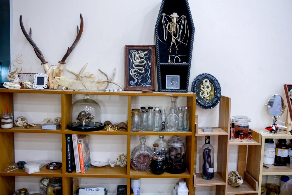 Gen z làm tiêu bản động vật thành tác phẩm nghệ thuật độc đáo