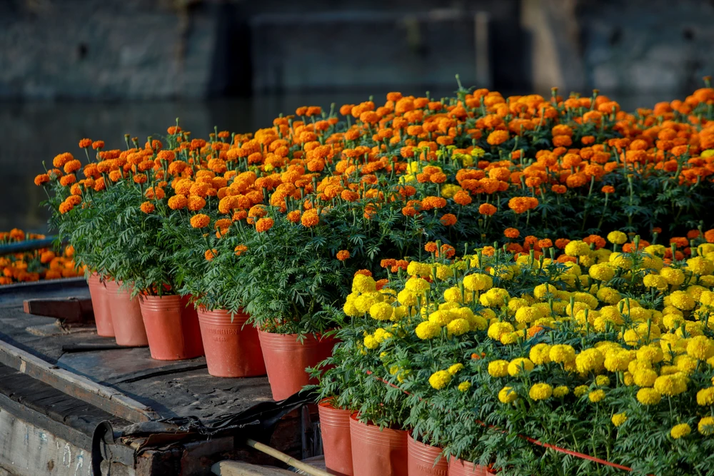 Thuyền hoa cập Bến Bình Đông, nhà vườn ngập tràn hy vọng