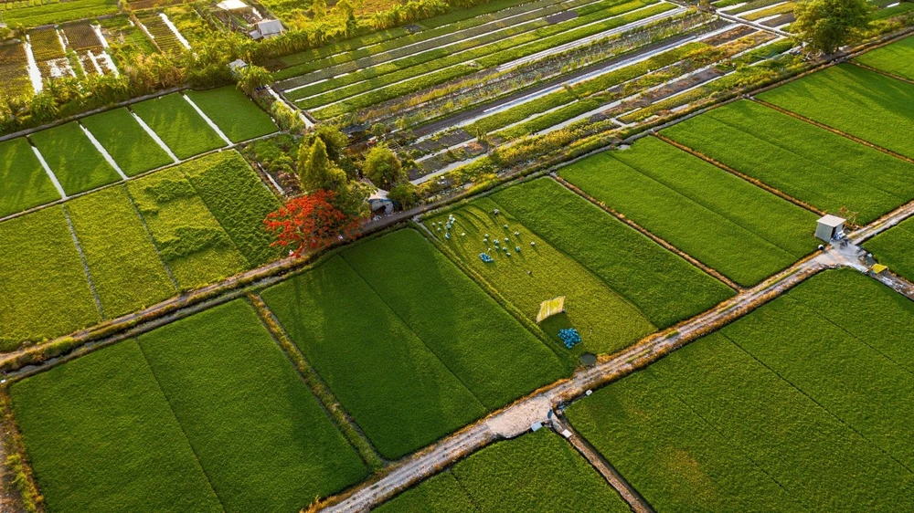 Người dân Sài Gòn ra đồng chụp ảnh 'cây phượng cô đơn'