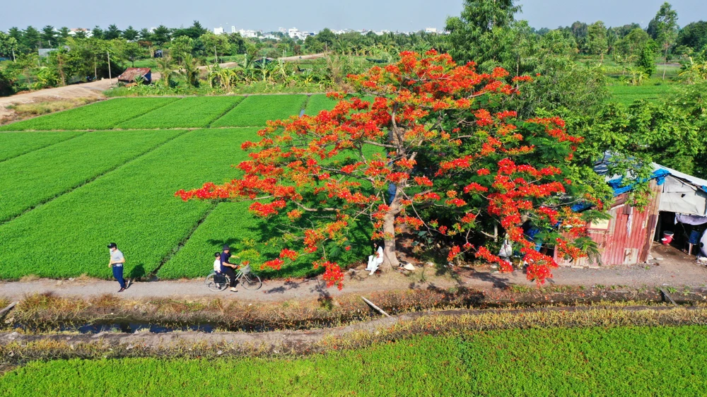 cay-phuong-co-don (1).jpg