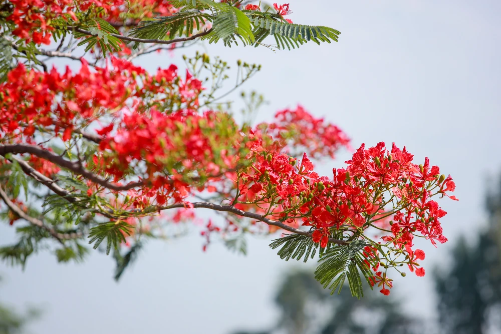 Người dân Sài Gòn ra đồng chụp ảnh 'cây phượng cô đơn'