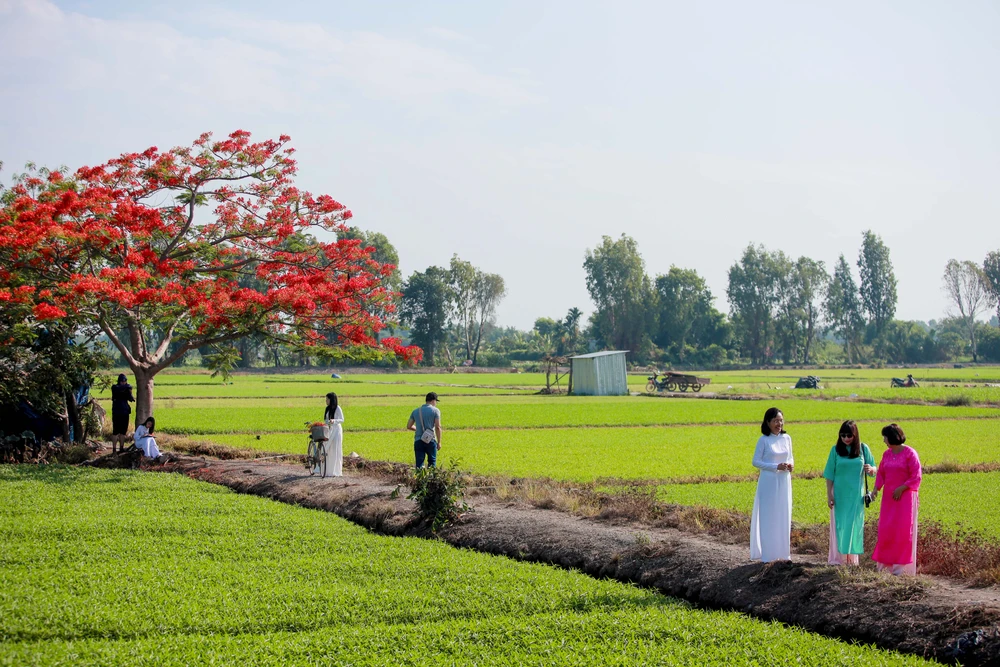 Người dân Sài Gòn ra đồng chụp ảnh 'cây phượng cô đơn'