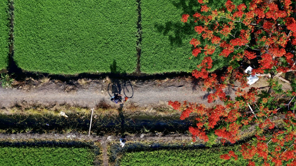 cay-phuong-co-don (2).jpg