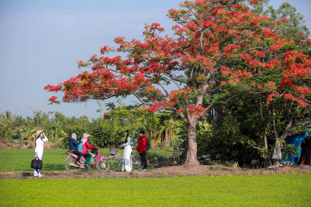 Người dân Sài Gòn ra đồng chụp ảnh 'cây phượng cô đơn'