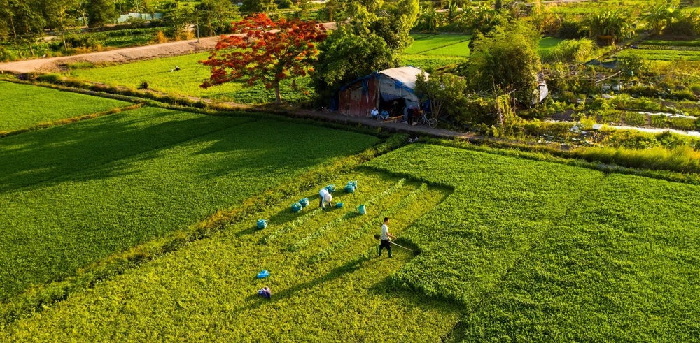Người dân Sài Gòn ra đồng chụp ảnh 'cây phượng cô đơn'