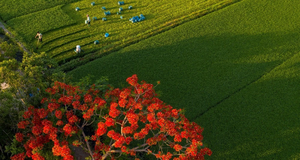 Người dân Sài Gòn ra đồng chụp ảnh 'cây phượng cô đơn'