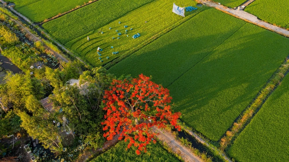 Người dân Sài Gòn ra đồng chụp ảnh 'cây phượng cô đơn'