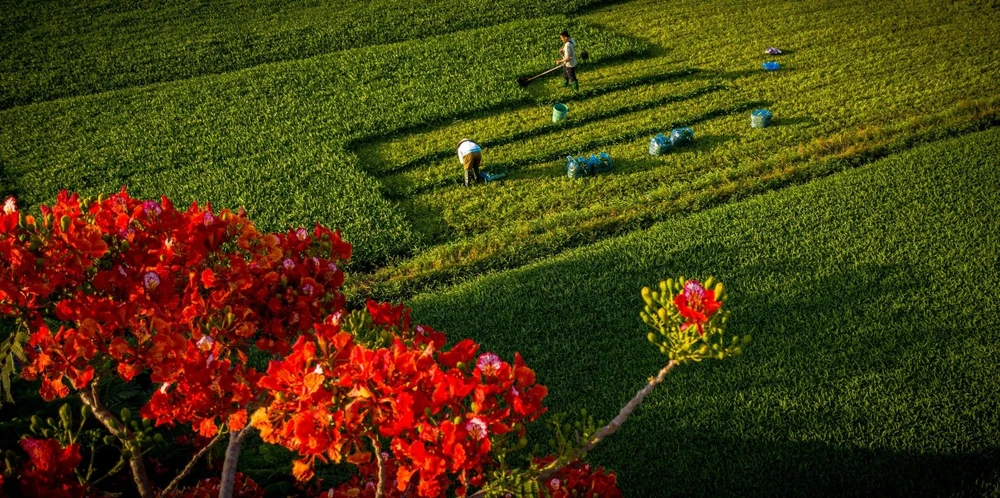 Người dân Sài Gòn ra đồng chụp ảnh 'cây phượng cô đơn'