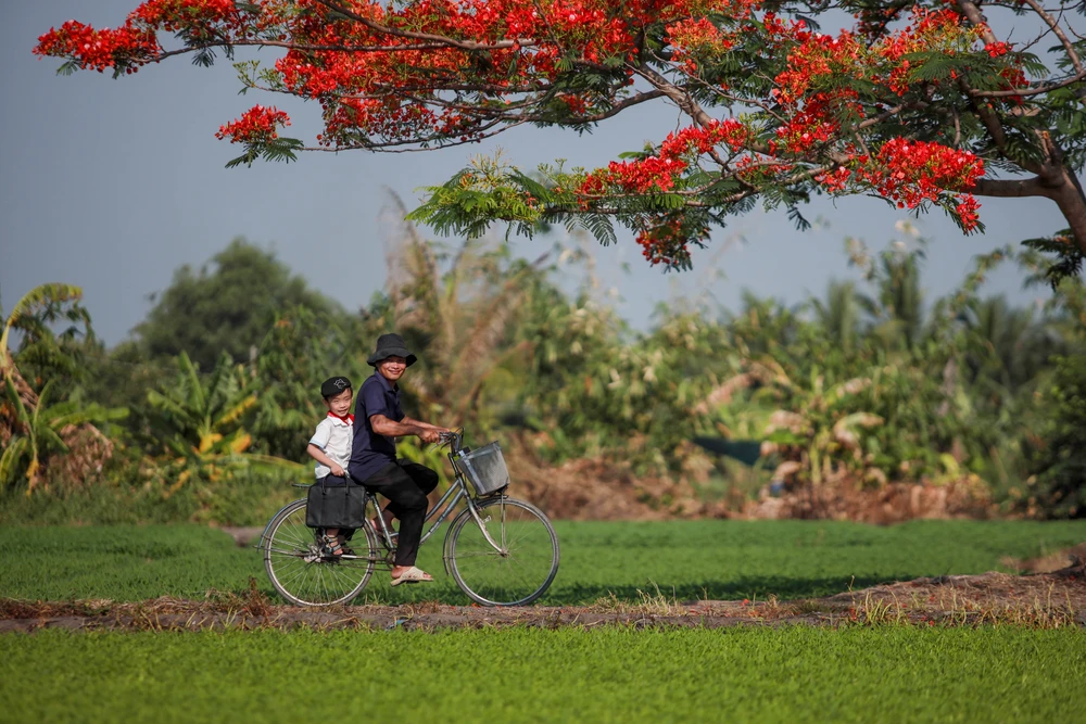 Người dân Sài Gòn ra đồng chụp ảnh 'cây phượng cô đơn'