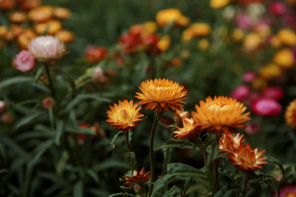 Giới trẻ Sài Gòn đổ xô check-in vườn hoa bất tử, bắt trend Lật mặt 7