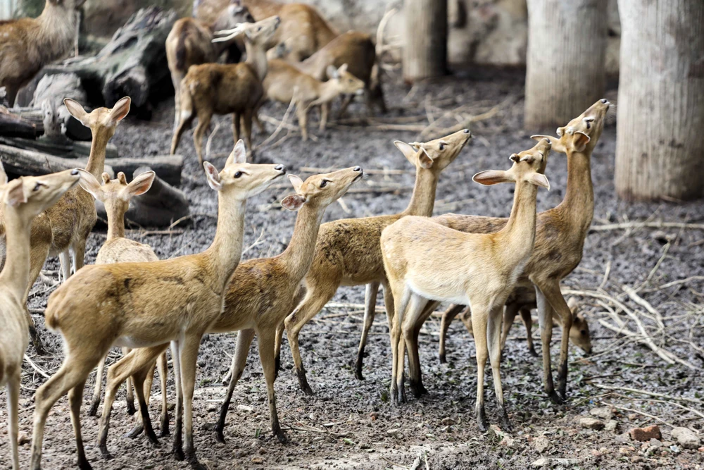 Thảo Cầm Viên Sài Gòn đông nghịt người, hơn 22.000 lượt khách vui chơi 2-9
