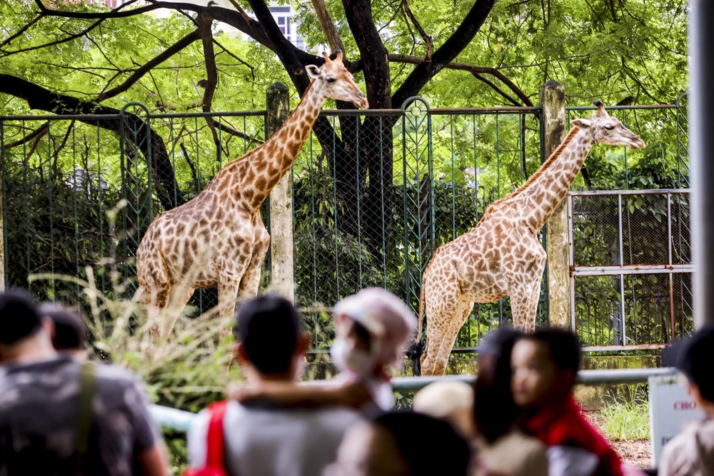 Thảo Cầm Viên Sài Gòn đông nghịt người, hơn 22.000 lượt khách vui chơi 2-9