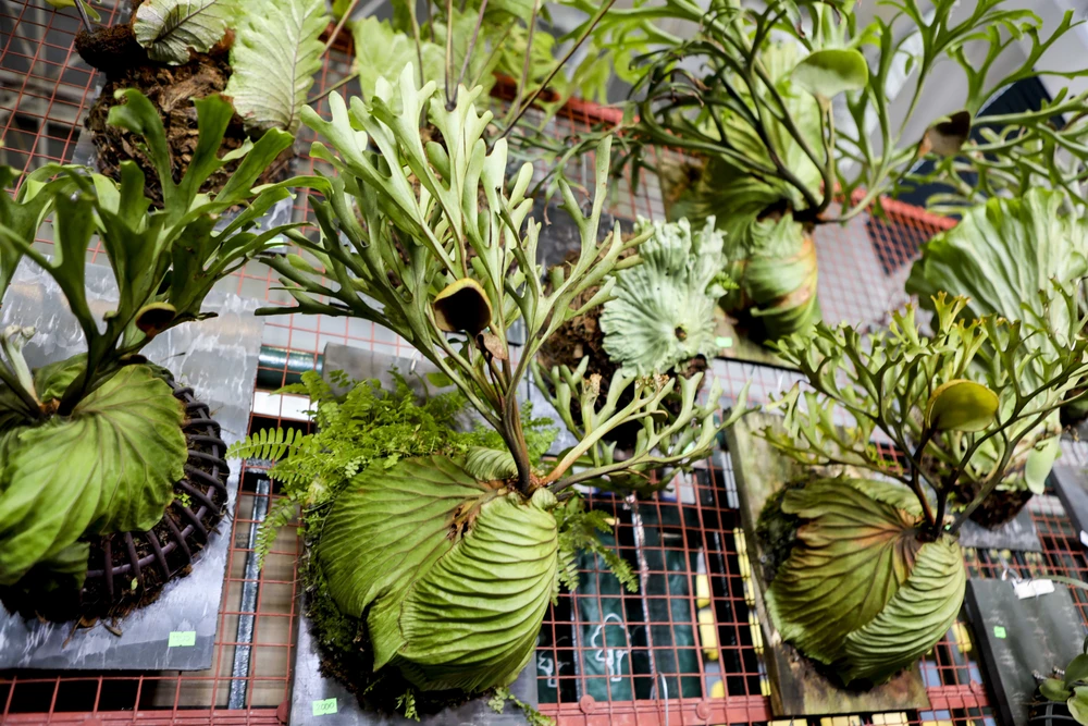 Nguoi-me-la (18).jpg