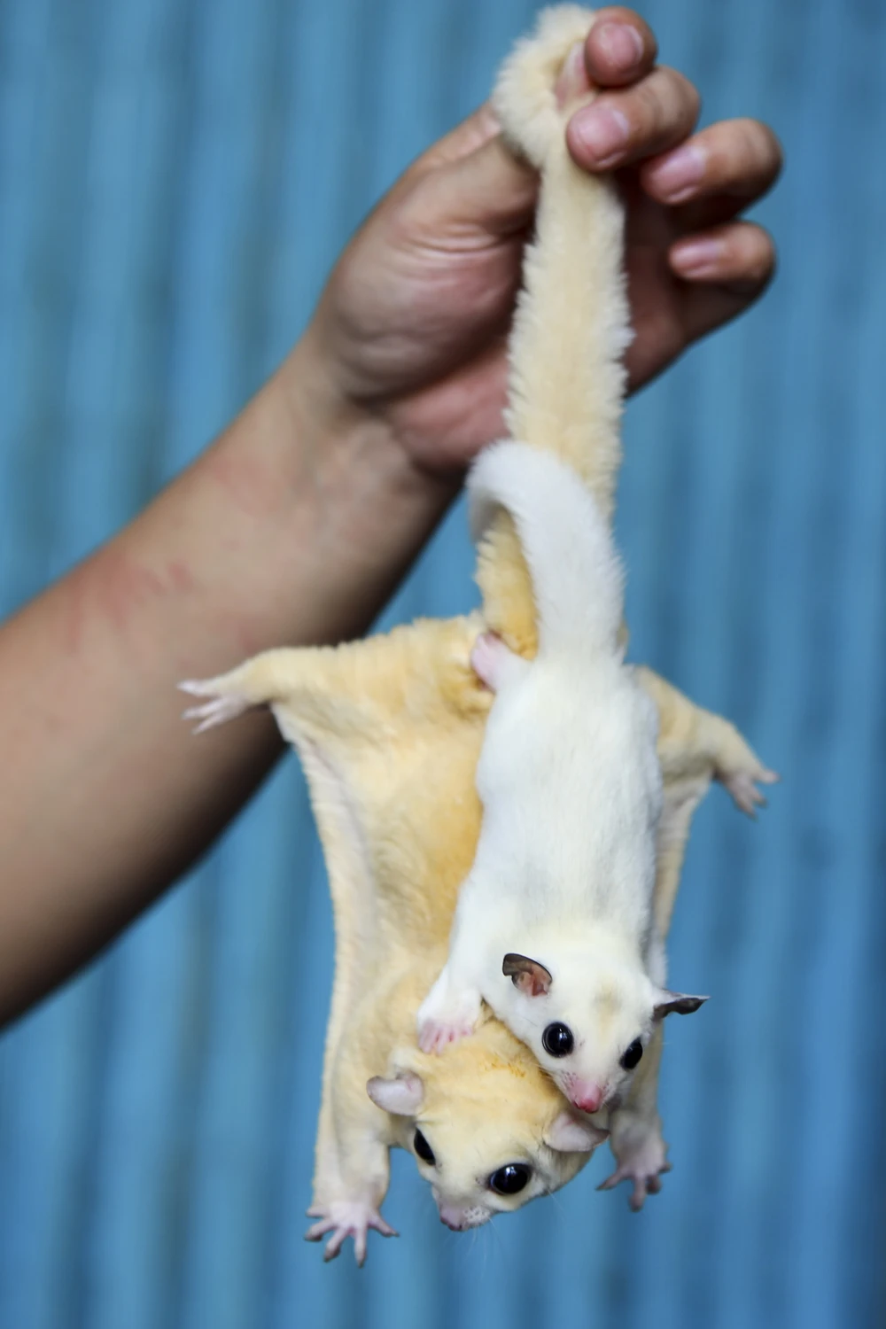 Sóc bay Úc được gọi là 'sóc bay' vì khả năng đặc biệt của chúng là lướt đi trong không trung