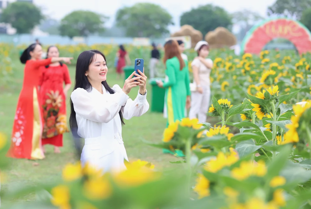 Vườn hoa hướng dương đẹp mê giữa lòng Sài Gòn, du khách náo nứt check-in