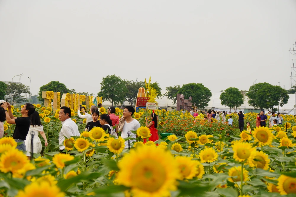 Vườn hoa hướng dương đẹp mê giữa lòng Sài Gòn, du khách náo nứt check-in