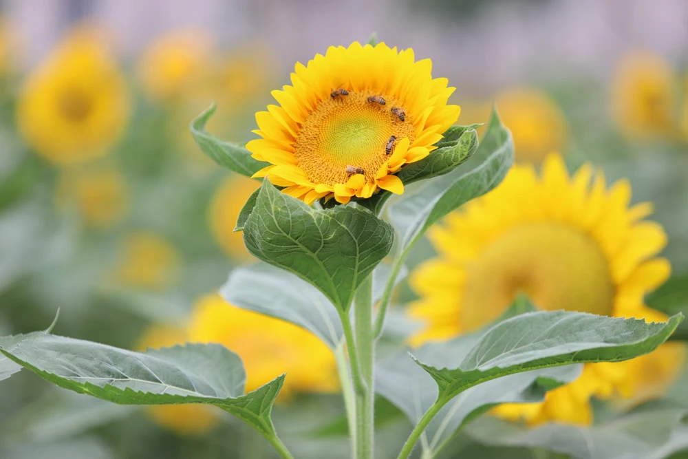 Vườn hoa hướng dương đẹp mê giữa lòng Sài Gòn, du khách náo nứt check-in