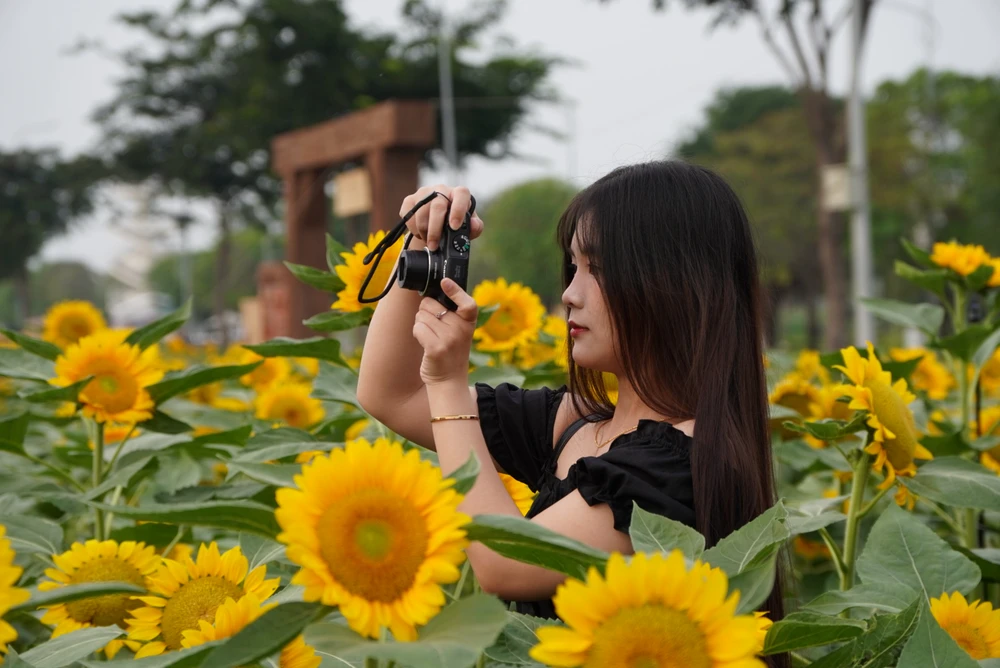 Vườn hoa hướng dương đẹp mê giữa lòng Sài Gòn, du khách náo nứt check-in