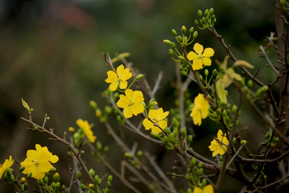 Rộn ràng mùa lặt lá mai ở làng mai lớn nhất TP.HCM